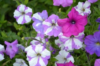 Petunia. Stimoryne. Petunia nyctaginiflora. Delicate flower. Flowers purple with white stripes. Bushes petunias. Garden. Flowerbed. Growing flowers. Beautiful plants. Horizontal