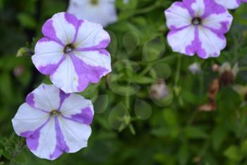 Petunia. Stimoryne. Petunia nyctaginiflora. Delicate flower. Flowers purple with white stripes. Bushes petunias. Green leaves. Garden. Flowerbed. Beautiful plants. Horizontal photo