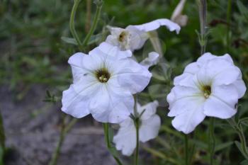 Petunia. Stimoryne. Petunia nyctaginiflora. Delicate flower. White flowers. bushes petunias. Green leaves. Garden. Flowerbed. Growing flowers. Beautiful plants. Horizontal