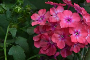 Phlox. Polemoniaceae. Beautiful inflorescence. Flowers pink. Nice smell. Growing flowers. Flowerbed. Garden. Floriculture. Close-up. Horizontal