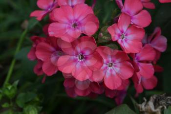 Phlox. Polemoniaceae. Beautiful inflorescence. Flowers pink. Nice smell. Growing flowers. Flowerbed. Garden. On blurred background. Close-up. Horizontal photo