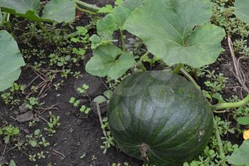 Pumpkin growing in the vegetable garden. Cucurbita. Pumpkin green. Garden, field, farm. Photos of nature