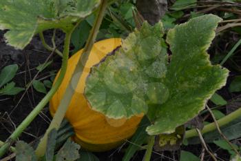 Pumpkin growing in the vegetable garden. Cucurbita. Pumpkin yellow. Garden, field, farm, nature