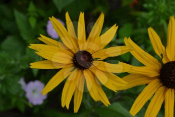 Rudbeckia. Perennial. Similar to the daisy. Tall flowers. Flowers are yellow. Close-up. On blurred background. It's sunny. Flowerbed. Floriculture. Horizontal photo