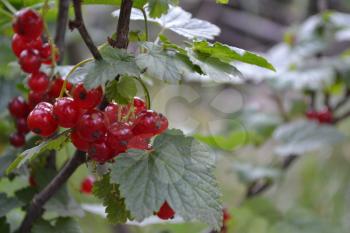 Red currant. Ribes rubrum. Berries of red flowers on a branch. Garden. Growing. Close-up. Horizontal