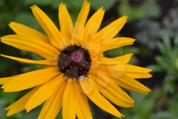 Rudbeckia. Perennial. Similar to the daisy. Tall flowers. Flowers are yellow. Flowerbed. Floriculture. Close-up. On blurred background. Horizontal