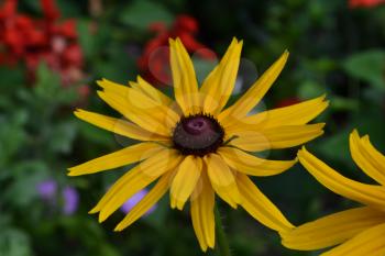 Rudbeckia. Perennial. Similar to the daisy. Tall flowers. Flowers are yellow. It's sunny. Garden. Flowerbed. Floriculture. On blurred background. Horizontal photo