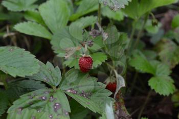 Strawberries. Fragaria vesca. Bushes of strawberry. Red juicy berries. Fragrant berries. Healing berries. Green leaves. Berries strawberries. Horizontal photo