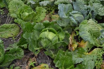 White cabbage. Cabbage growing in the garden. Brassica oleracea. Growing cabbage. Field. Farm