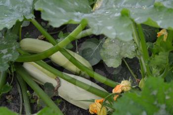 Zucchini. Cucurbita pepo ssp. pepo. Useful vegetable. Bushes courgettes in the garden. The fruits of zucchini among the leaves.
