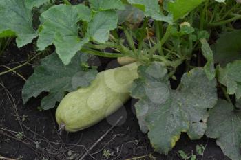 Zucchini. Cucurbita pepo ssp. pepo. Useful vegetable. Green leaves. Bushes courgettes in the garden. The fruits of zucchini among the leaves. Garden, farm. Close-up. Horizontal
