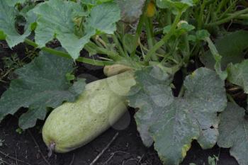 Zucchini. Cucurbita pepo ssp. pepo. Useful vegetable. Green leaves. Bushes courgettes in the garden. The fruits of zucchini among the leaves. Garden, field, garden, farm. Close-up. horizontal