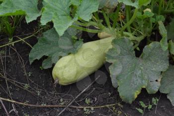 Zucchini. Cucurbita pepo ssp. pepo. Useful vegetable. Green leaves. Bushes courgettes in the garden. The fruits of zucchini among the leaves. Garden, field, garden. Close-up. Horizontal