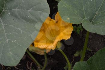 Zucchini. Cucurbita pepo ssp. pepo. Useful vegetable. Green leaves. Bushes courgettes in the garden. Zucchini flowers among the leaves. Garden, field, garden, farm. Close-up. Horizontal photo