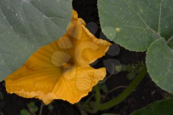 Zucchini. Cucurbita pepo ssp. pepo. Useful vegetable. Green leaves. Bushes courgettes in the garden. Zucchini flowers among the leaves. Garden, field, garden, farm. Close-up