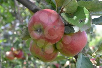 Apple. Grade Jonathan. Apples average maturity.  Growing fruits. Garden. Farm. Fruits apple on the branch. Apple tree. Agriculture. Horizontal photo