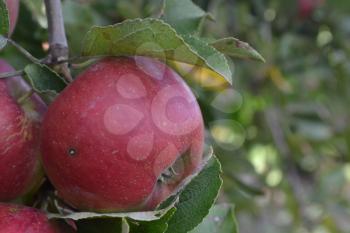 Apple. Grade Jonathan. Apples average maturity.  Growing fruits. Garden. Farm. Fruits apple on the branch. Apple tree. Close-up. Horizontal