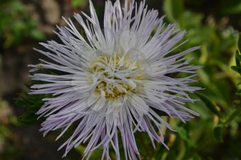 Aster garden. White. Needle petal. Sort by star-like. Horizontal photo. Close-up. Sunny weather