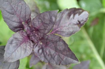 Basil. Bushes basil. Ocimum basilicum. Fragrant herbs, spices, herb garden. Horizontal photo