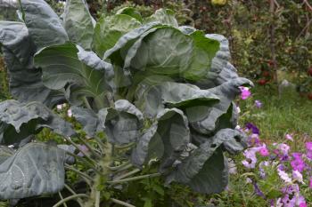 Brussels cabbage. Cabbage close-up. Cabbage growing in the garden. Brassica oleracea. Growing cabbage. Field. Farm. Agriculture