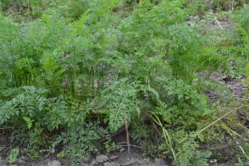 Carrot. Daucus. carrot leaves. Carrots growing in the garden. Garden. Field. growing vegetables. Agriculture. Horizontal
