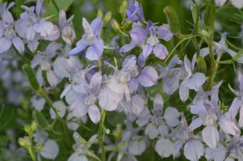 Consolida. Delicate flower. Flower pale purple. Small flowers on the stem. Among the green leaves. Garden. Field. Growing flowers. Horizontal photo