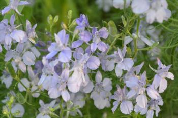 Consolida. Delicate flower. Flower pale purple. Small flowers on the stem. Among the green leaves. Garden. Field. Growing flowers. On blurred background. Horizontal photo