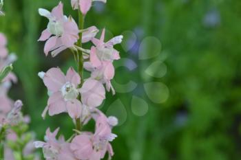 Consolida. Delicate flower. Flower pink. Small flowers on the stem. Among the green leaves. Garden. Field. Growing flowers. On blurred background. Horizontal photo