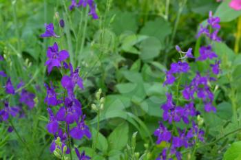 Consolida. Delicate flower. Flower purple. Small flowers on the stem. Among the green leaves. Garden. Field. Growing flowers. On blurred background. Horizontal photo