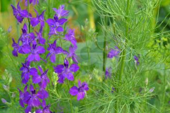 Consolida. Delicate flower. Flower purple. Small flowers on the stem. Among the green leaves. Garden. Field. Growing flowers. On blurred background. Horizontal