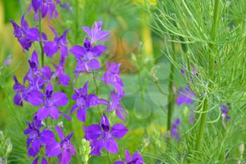 Consolida. Delicate flower. Flower purple. Small flowers on the stem. Among the green leaves. Garden. Field. On blurred background. Horizontal photo