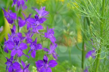 Consolida. Delicate flower. Flower purple. Small flowers on the stem. Among the green leaves. Garden. Field. On blurred background. Horizontal
