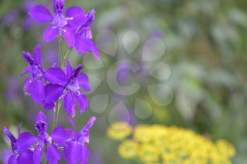 Consolida. Delicate flower. Flower purple. Small flowers on the stem. Among the green leaves. Garden. Growing flowers. On blurred background. Horizontal