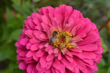 Flower major. Zinnia elegans. Flower pink. Bee. close-up. Garden. Field. Large flowerbed. Horizontal photo