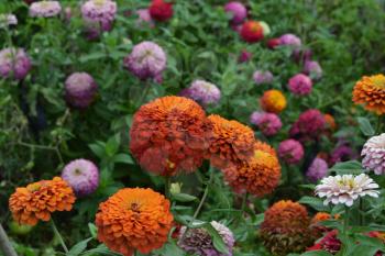 Flower major. Zinnia elegans. Many different colors of flowers - orange, pink, red. Field. Floriculture. Large flowerbed. Horizontal photo