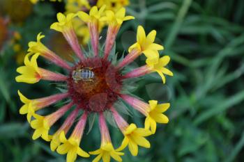 Gaillardia. G. hybrida Fanfare. A bee on a flower. Summer flower yellow. Annual plant. Sunny summer. Blurring background. Close-up