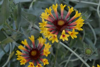 Gaillardia. G. hybrida Fanfare. Summer flower yellow. Annual plant. Summer. Blurring background