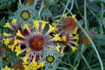 Gaillardia. G. hybrida Fanfare. Summer flower yellow. Annual plant. Summer. Horizontal. Blurring background. Close-up