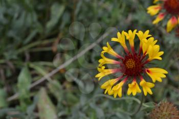 Gaillardia. G. hybrida Fanfare. Summer flower yellow. Annual plant. Sunny summer. Horizontal photo. Blurring background