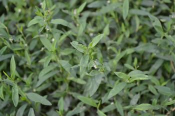 Green grass. Polygonum aviculare. Medicinal plant. Fodder plant. Close-up. Horizontal photo