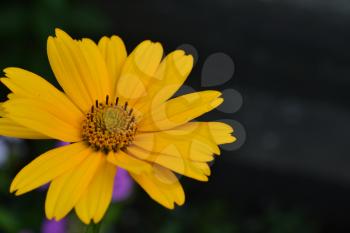 Heliopsis helianthoides. Perennial. Similar to the daisy. Tall flowers. Flowers are yellow. Close-up. On blurred background. Garden. Flowerbed. Floriculture. Horizontal photo