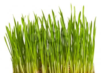 spring green grass isolated on a white background
