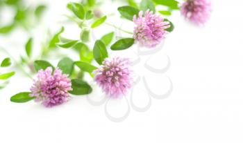 floral background with pink clover on white background