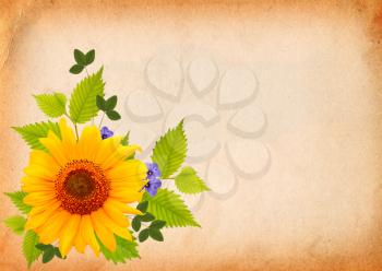 Sunflower and green leaves on the old paper background