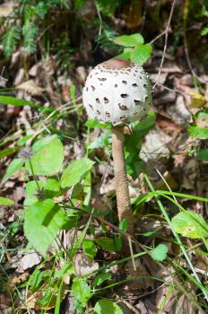 Closed umbrella mushroom in the grass. Edible forest mushroom.