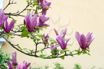 Beautiful magnolia blossom in spring time. Nature background with pink magnolia flowers and green leaves