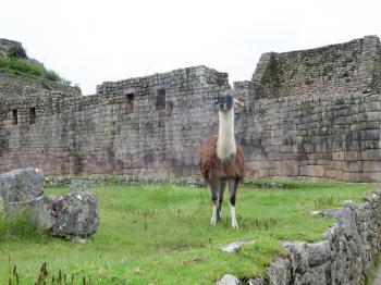 Llama at terraces and ancient houses Machu Picchu Cusco-Peru