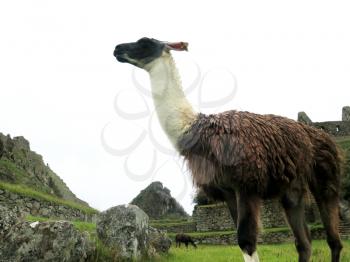 Llama at terraces and ancient houses Machu Picchu Cusco-Peru