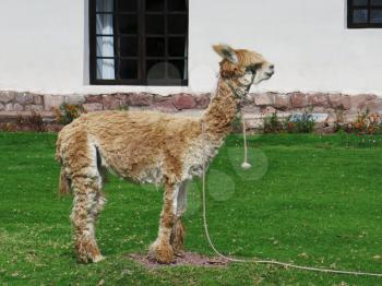 Close-up of llama, Sacred Valley, Machu Picchu, Cuzco, Peru