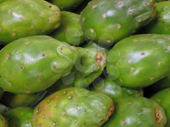 Green prickly pear